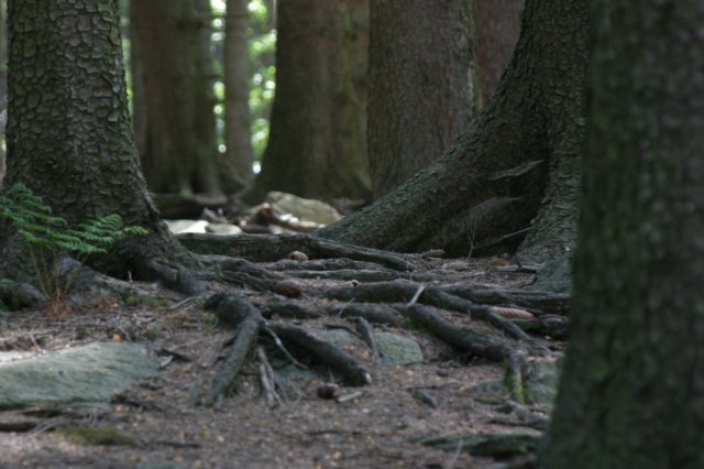 kopiaimg_3047.jpg