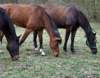 dscf0500_small.jpg
