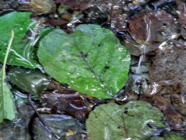 dscf2582.jpg