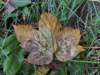 dscf2656_small.jpg